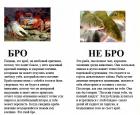 Прикрепленное изображение: Бро не бро - Краб и Рыба.jpeg