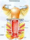 Прикрепленное изображение: Пизда - Строение влагалища.jpg