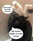 Прикрепленное изображение: Котик и попугай.jpg