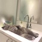 Прикрепленное изображение: Котик в раковине.jpg