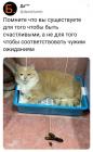 Прикрепленное изображение: Котик в лотке.jpg