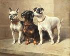 Прикрепленное изображение: Carl_Reichert_-_Three_watchful_dogs.jpg