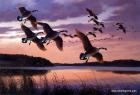 Прикрепленное изображение: Twilight-_Canada_Geese.jpeg