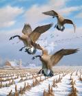 Прикрепленное изображение: canada-geese-art-print-winter-wonder-by-david-maass-1540875203d_408d9565-5cc0-4a2c-a3ee-6445fee95daf.jpg