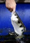 Прикрепленное изображение: BestAnimalPicturesOf2009_038.jpg