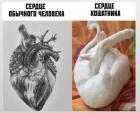 Прикрепленное изображение: Сердце кошатника.jpg