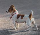 Прикрепленное изображение: jack russell  AH10-2.jpg