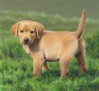 Прикрепленное изображение: golden lab pup AH8-60.jpg