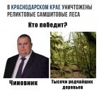 Прикрепленное изображение: В Краснодарском крае уничтожены реликтовые самшитовые леса.jpg