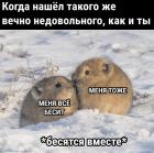 Прикрепленное изображение: Мыши бесятся вместе.jpg