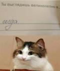 Прикрепленное изображение: Великолепно всегда.jpg