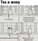 Прикрепленное изображение: Одинокий котик.jpg