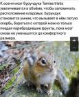 Прикрепленное изображение: Мозг бурундука.jpg