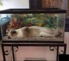Прикрепленное изображение: Котик в аквариуме.jpg