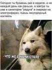 Прикрепленное изображение: Пьешь кислородный коктейль.jpg