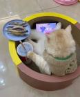 Прикрепленное изображение: Котик с рыбками.jpg