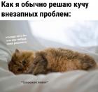 Прикрепленное изображение: Котик решает проблемы.jpg
