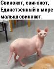 Прикрепленное изображение: Свинокот.jpg
