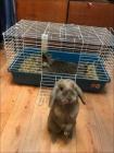 Прикрепленное изображение: Котик в клетке.jpg