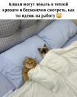 Прикрепленное изображение: Кошки в кровати.jpg