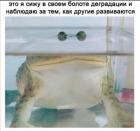Прикрепленное изображение: Сижу в болоте деградации.jpg