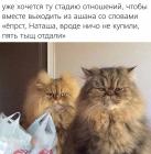 Прикрепленное изображение: Котики выходят из Ашана.jpg