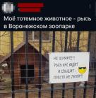 Прикрепленное изображение: Рысь в Воронежском зоопарке.jpg
