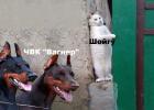 Прикрепленное изображение: 50386c8e-6607-4568-87d2-cbd062bc633a.jpg