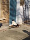 Прикрепленное изображение: Котик у двери.jpg