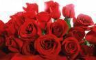 Прикрепленное изображение: rose.jpg