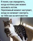 Прикрепленное изображение: Котенок стал котом.jpg