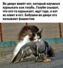 Прикрепленное изображение: кот-фашист.jpg
