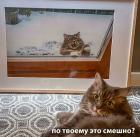 Прикрепленное изображение: Коту не смешно.jpg