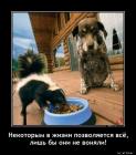 Прикрепленное изображение: Скунс и собака.jpg