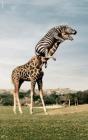Прикрепленное изображение: zebra_na_shee.jpg