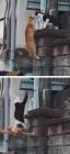 Прикрепленное изображение: Кошачья дружба.jpg