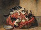 Прикрепленное изображение: pic_Henriette Ronner-Knip картины.jpg