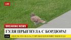 Прикрепленное изображение: Breaking news - Гуля прыгнула с бордюра.jpg