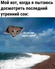 Прикрепленное изображение: Утренний кот.jpg