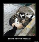 Прикрепленное изображение: Пункт обмена блохами.jpg