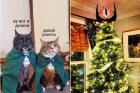 Прикрепленное изображение: Котики дошли.jpg