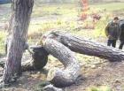 Прикрепленное изображение: 1566_derevqq_jpgbbc54aafd367731f04df05a8b21f3330.jpeg